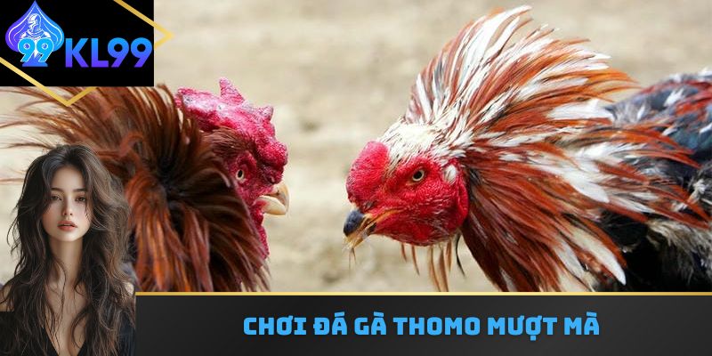 Chơi đá gà thomo mượt mà