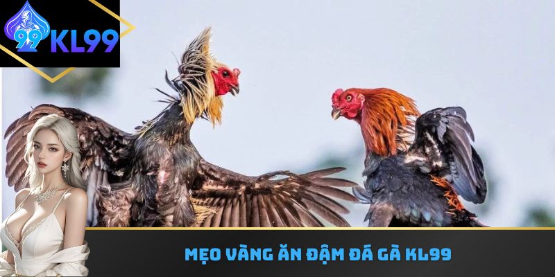Mẹo vàng ăn đậm mỗi lượt xuống tiền tại đá gà KL99