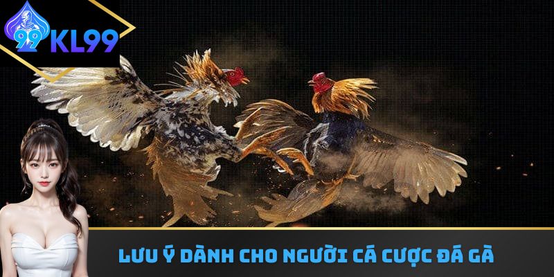 Một số lưu ý dành cho người cá cược đá gà