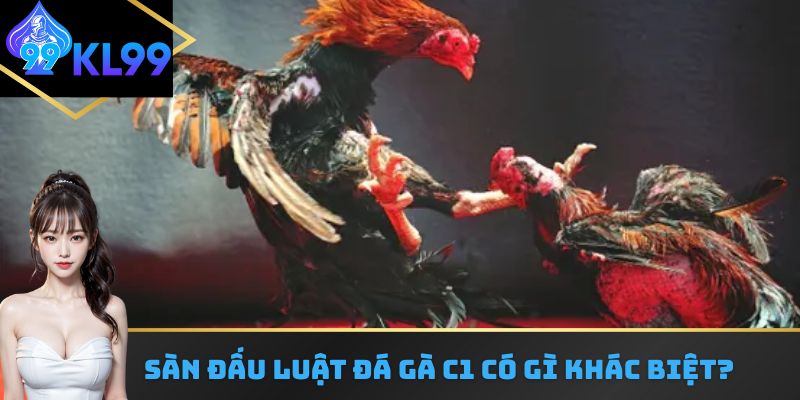 Sàn đấu luật đá gà C1 có gì khác biệt? 
