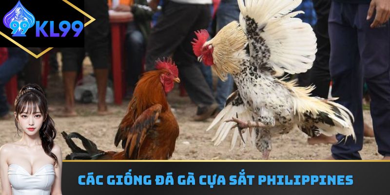 Tổng hợp các giống đá gà cựa sắt Philippines